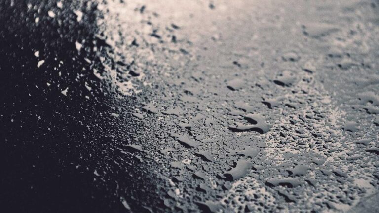 What Is The Cricbet99 Bis Section About?